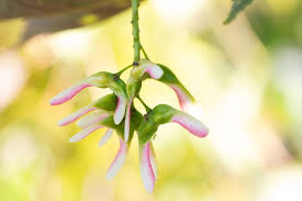 Attēlu rezultāti vaicājumam “Acer pseudoplatanus fo. purpurascens flower”