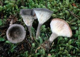 Attēlu rezultāti vaicājumam “Cantharellula umbonata”