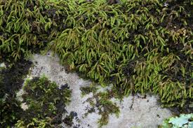 Attēlu rezultāti vaicājumam “Anomodon”