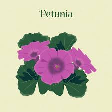 Image result for Petunie