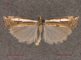 Attēlu rezultāti vaicājumam “Crambus hamella”