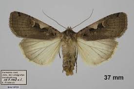 Attēlu rezultāti vaicājumam “Xestia c-nigrum”