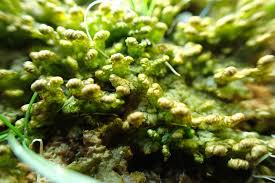 Attēlu rezultāti vaicājumam “Ptilidium ciliare”