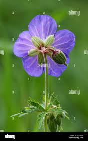 Image result for Geranium pratense