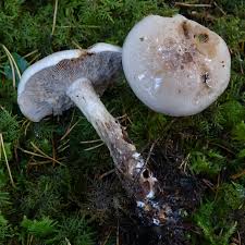 Attēlu rezultāti vaicājumam “Antrodia sinuosa”