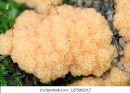 Attēlu rezultāti vaicājumam “Lignydium muscorum plasmodium”