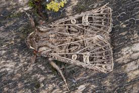 Attēlu rezultāti vaicājumam “Tholera decimalis male”