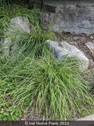 Attēlu rezultāti vaicājumam “Carex caryophyllea fruit”