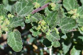 Attēlu rezultāti vaicājumam “Chenopodiaceae”