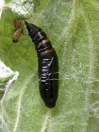 Attēlu rezultāti vaicājumam “Pleuroptya ruralis”