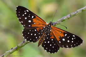 Attēlu rezultāti vaicājumam “Riodinidae”