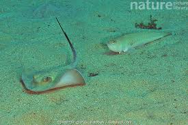 Image result for Dasyatis pastinaca