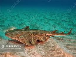 Image result for Squatina squatina