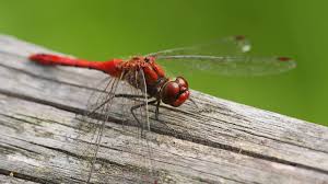 Attēlu rezultāti vaicājumam “Sympetrum sanguineum male”