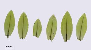 Attēlu rezultāti vaicājumam “Mnium stellare”