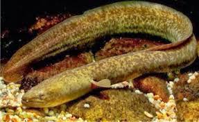 Image result for Anguilla anguilla