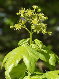 Attēlu rezultāti vaicājumam “Acer campestre flower”