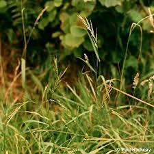 Attēlu rezultāti vaicājumam “Brachypodium pinnatum”