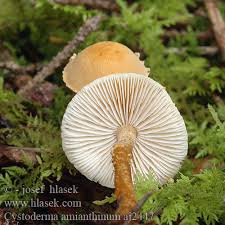 Attēlu rezultāti vaicājumam “Cystoderma amianthinum”