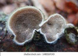 Attēlu rezultāti vaicājumam “Trametes hirsuta”