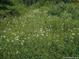 Image result for Pimpinella saxifraga