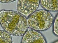 Attēlu rezultāti vaicājumam “Mylia anomala”