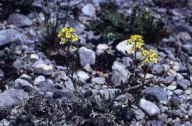 Attēlu rezultāti vaicājumam “Erysimum hieracifolium leaf”