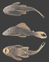 Image result for Hypostomus pyrineusi