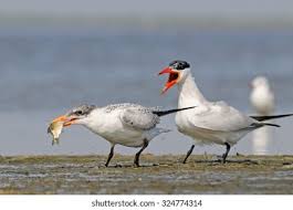 Attēlu rezultāti vaicājumam “Hydroprogne caspia”