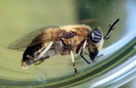 Attēlu rezultāti vaicājumam “Heptatoma pellucens”