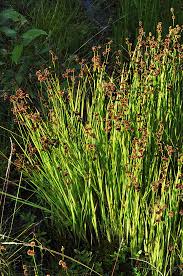 Attēlu rezultāti vaicājumam “Juncaceae”