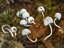 Attēlu rezultāti vaicājumam “Coprinus disseminatus”