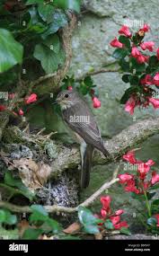 Attēlu rezultāti vaicājumam “Muscicapa striata nest”