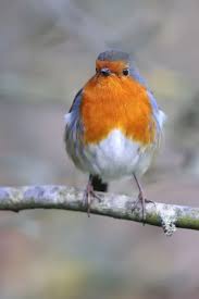 Attēlu rezultāti vaicājumam “Erithacus rubecula adult”