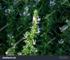 Attēlu rezultāti vaicājumam “Ononis arvensis flower”