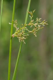 Attēlu rezultāti vaicājumam “Juncus effusus fruit”