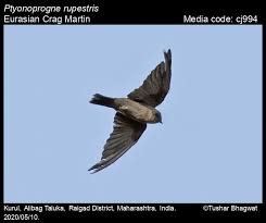 Image result for Ptyonoprogne rupestris