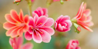 Image result for Bitterwurz