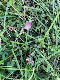 Attēlu rezultāti vaicājumam “Ononis arvensis bud”