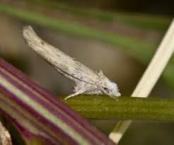 Attēlu rezultāti vaicājumam “Yponomeutidae”