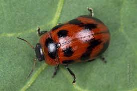 Attēlu rezultāti vaicājumam “Gonioctena viminalis”