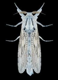 Attēlu rezultāti vaicājumam “Cossidae”