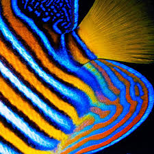 Attēlu rezultāti vaicājumam “Arthonia spadicea”