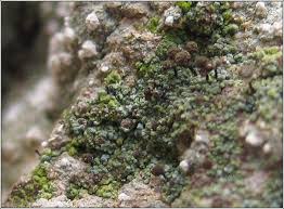 Attēlu rezultāti vaicājumam “Chaenotheca trichialis”