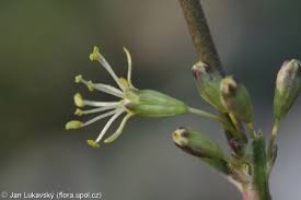 Attēlu rezultāti vaicājumam “Silene otites fruit”