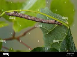 Attēlu rezultāti vaicājumam “Agriopis marginaria”