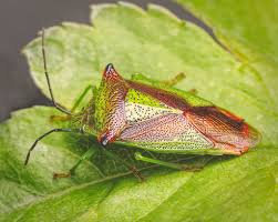 Attēlu rezultāti vaicājumam “Acanthosoma haemorrhoidale”