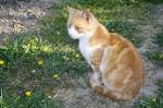 cute cat sitting on the path - via Daymix
