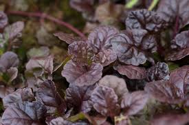 Attēlu rezultāti vaicājumam “Ajuga reptans leaf”