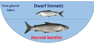 Image result for Coregonus clupeaformis